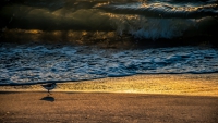 Piping Plover at Sunset - Sanibel, FL