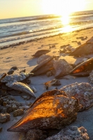 Sanibel Island, Florida