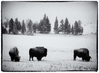 Yellowstone as it has always been - December 2014