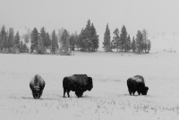 Harshness in Yellowstone