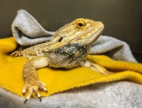 Portrait of a Golden Lizard