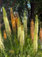 Arboretum Flowers - Steamboat Springs, CO