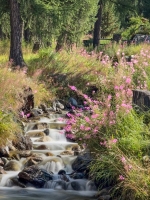 Water Beauty - Switzerland