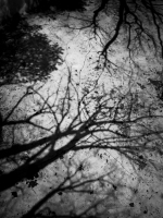 Camera Obscura , NC Museum of Art - Raleigh, NC