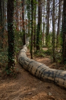 Strong Tail - Dix Park, Raleigh, NC