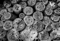 NC Arboretum - Raleigh, NC