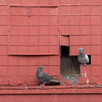 Vacant Building for the Birds - Paris, TX