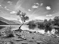 Tree and Lake - LLanberis, Wales, UK